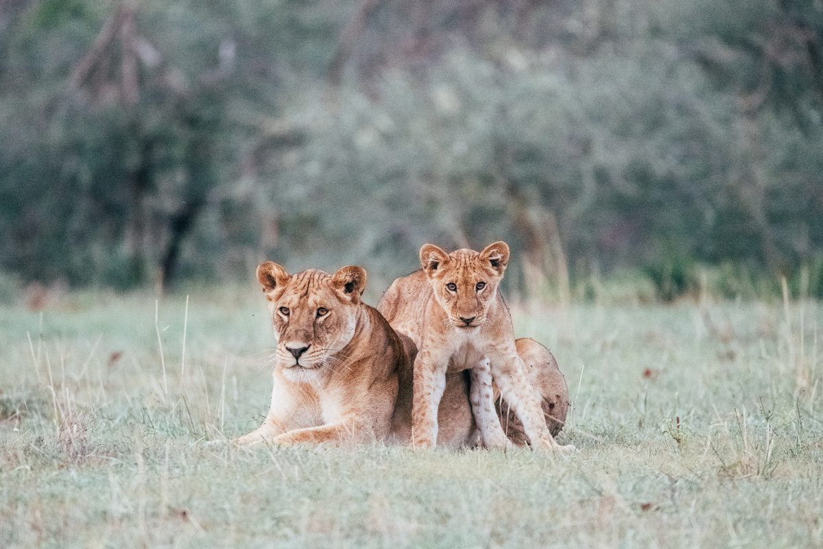 A Prayer to Walk Like Lions