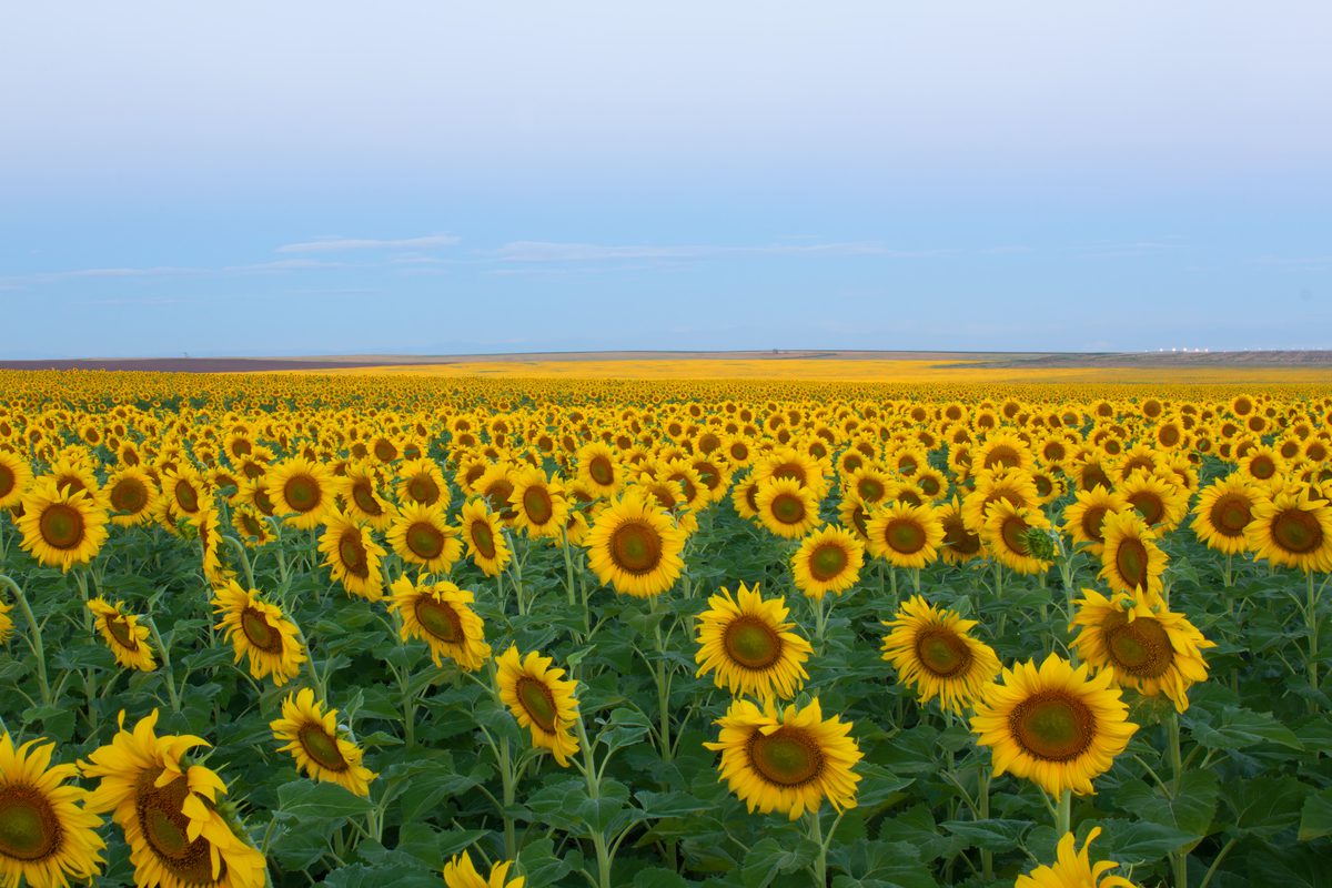A Prayer for a Kingdom-Focused Heart
