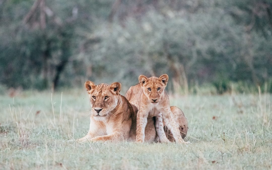 A Prayer to Walk Like Lions