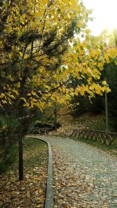 serene autumn pathway with fallen leaves