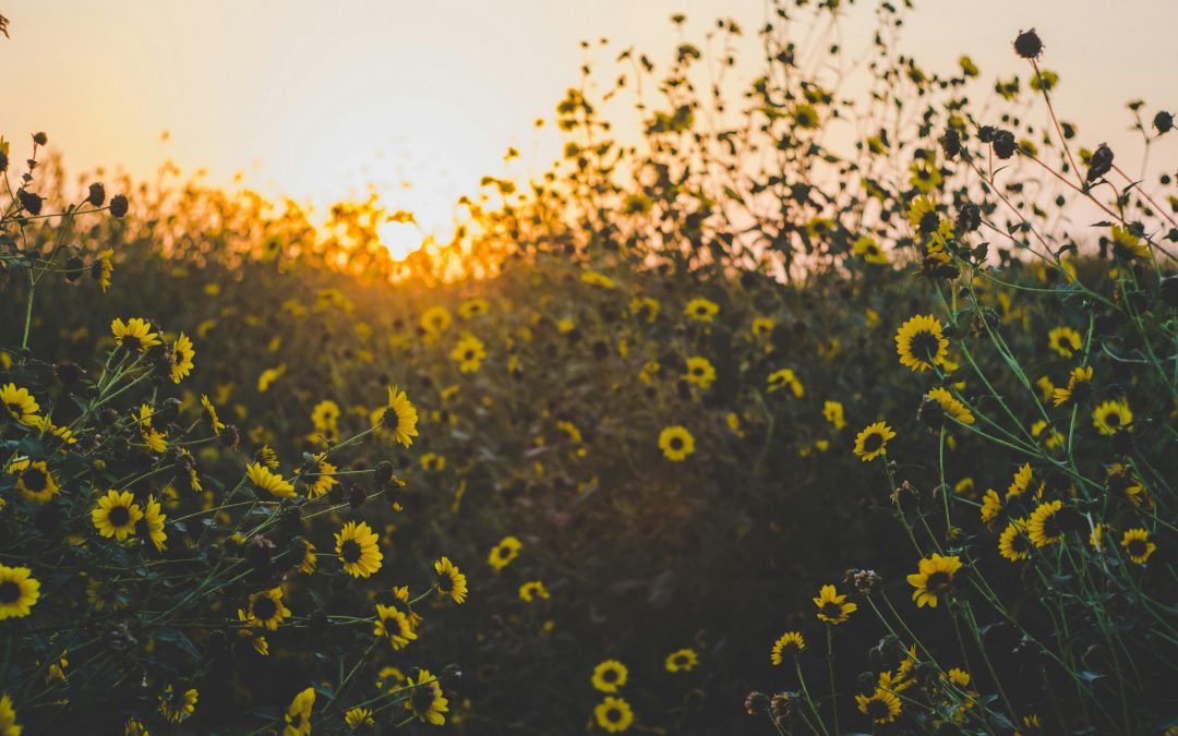A Prayer for a New Day Dawning